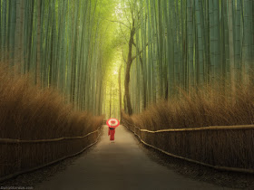 paseando-entre-un-bosque-de-bambu