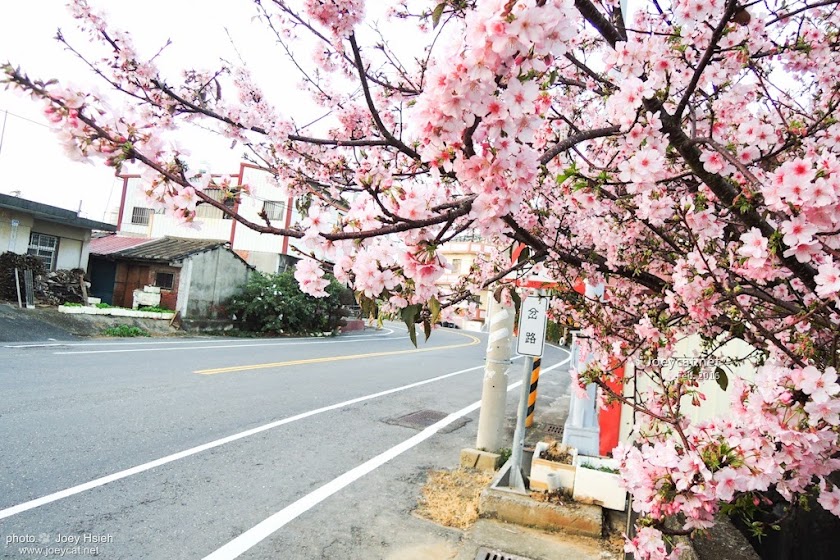 彰化 139 芬園鄉 獅子櫻花大道