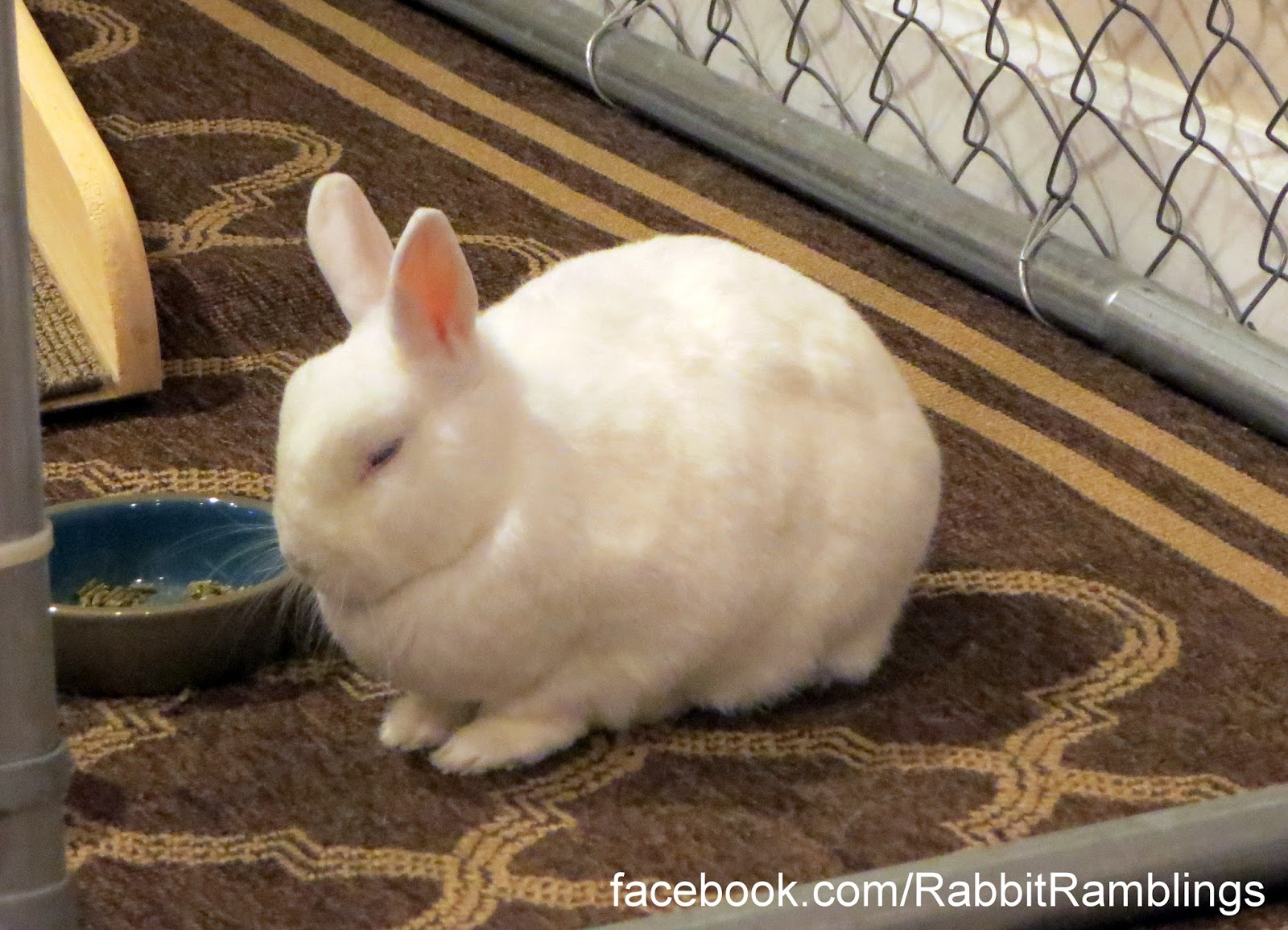 Rabbit Ramblings: Ethel - Evolution of a Bunny Nap