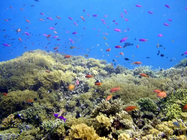 Terumbu Karang di Gosong Senggora Terumbu Karang di Gosong Senggora