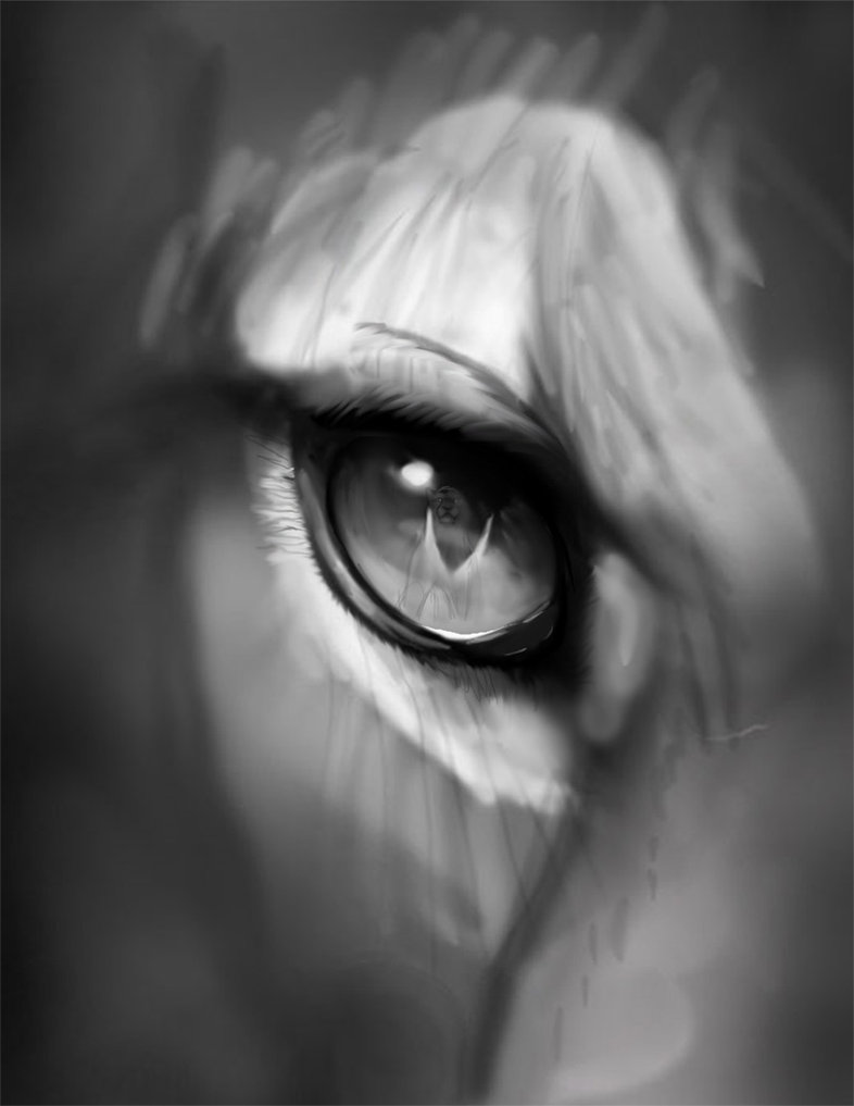 صور عيون حيوانات صور عيون قطه صور عيون نمر صور عيون كلاب