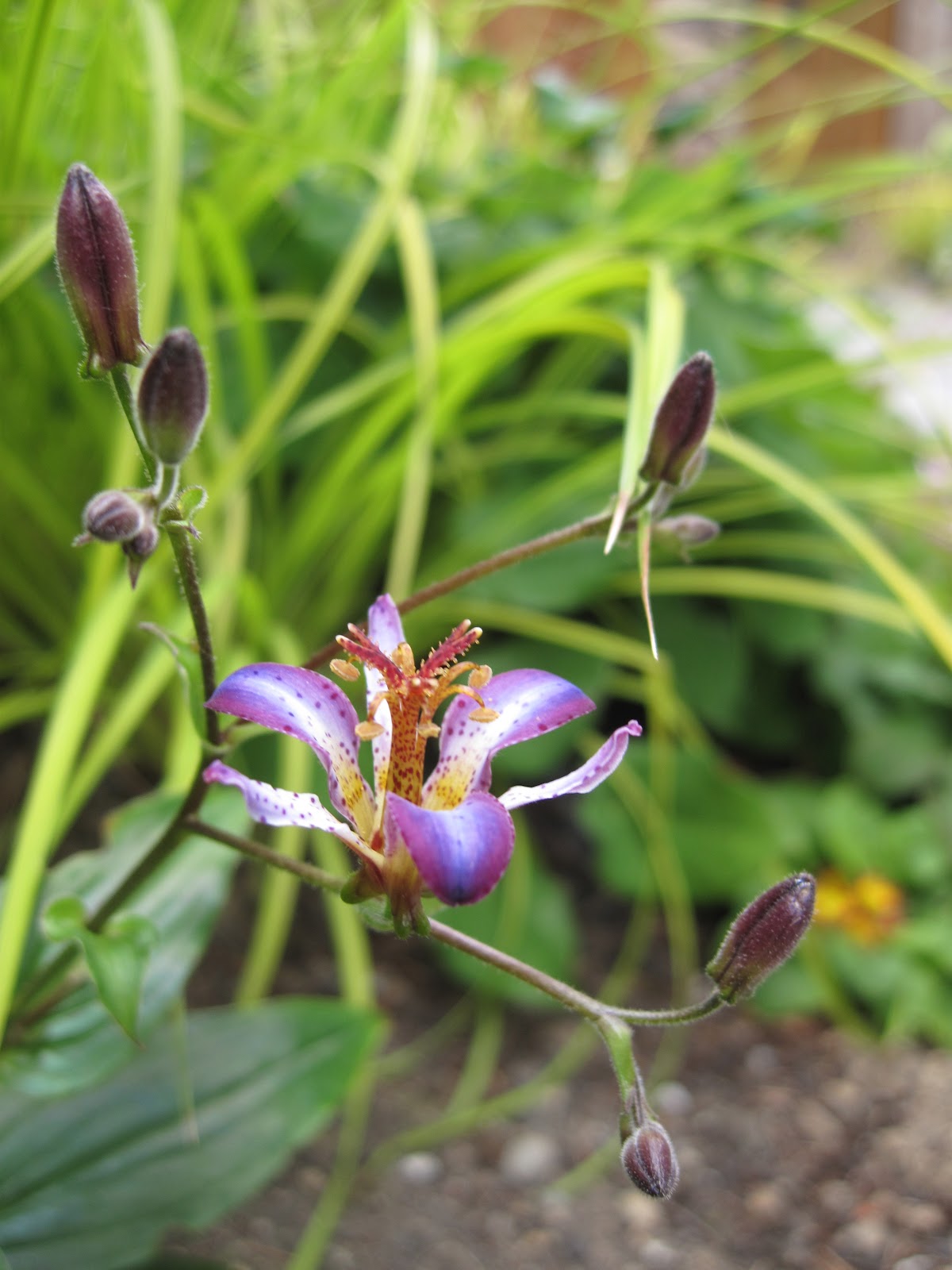 Bonney Lassie My Toad Lily Miracle