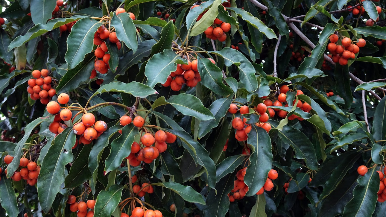 Native Laurel If Only All Weeds Were This Good Steemit