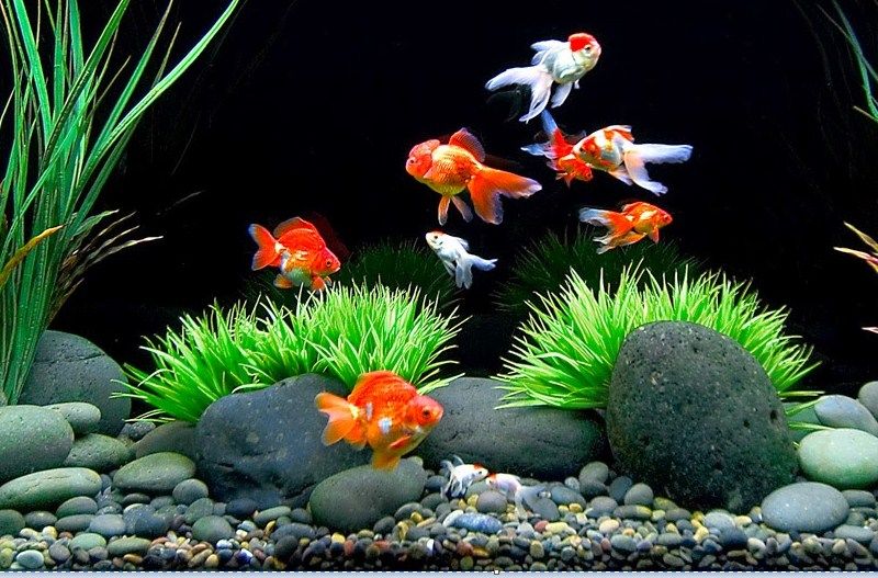 Cara Desain Hiasan Aquarium Untuk Ikan Koki yang Baik dan Sesuai