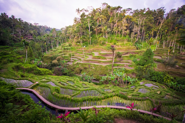 Risaie di Tegalagang-Bali