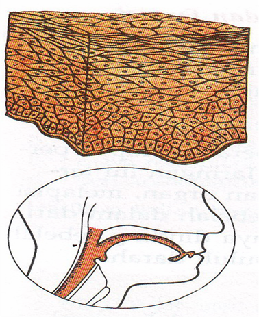 Awesome!: JARINGAN EPITEL PIPIH BERLAPIS DAN EPITEL BATANG SELAPIS