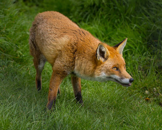 European Red Foxes