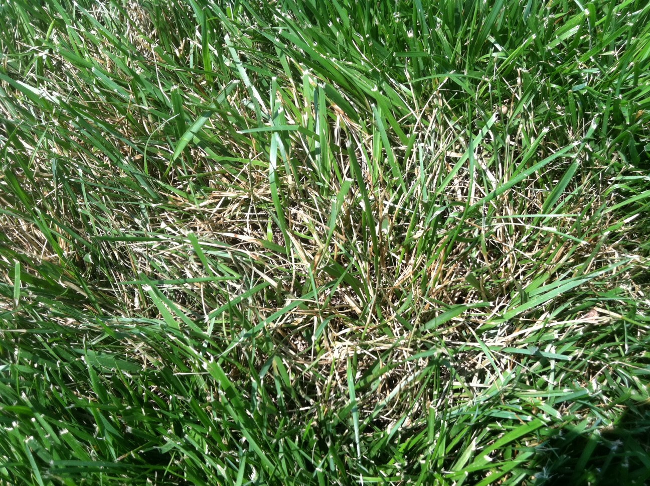 NC State Turf Pathology Brown Patch Alert