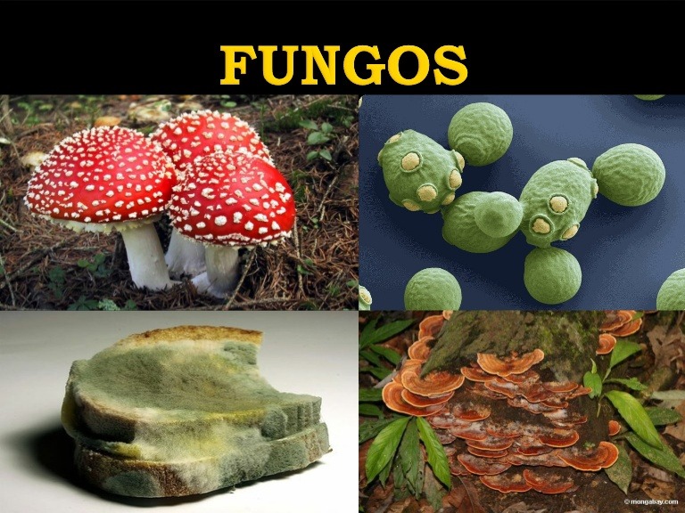 Dê Exemplos De Doenças Causadas Por Fungos Nos Seres Vivo