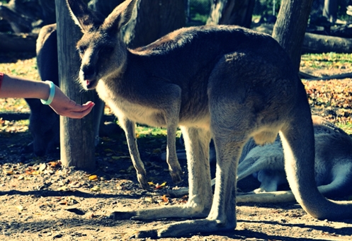 Ciri-Ciri Fauna Jenis Australis, Asiatis dan Peralihan Adalah Ciri-Ciri Fauna Jenis Australis, Asiatis dan Peralihan Adalah