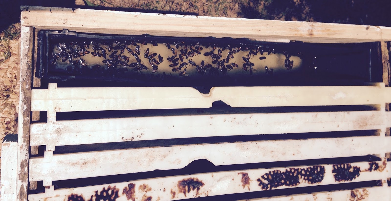 The Bungling Beekeeper's Beekeeping Blog Bees Can't Swim Feeding My
