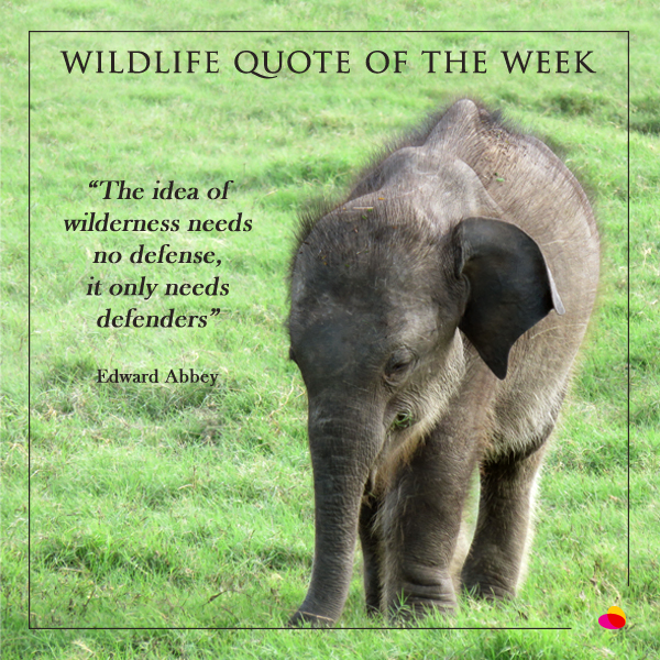 Elephant Quotes Stunning Wildlife Quote Of The Week Sri Lanka Nature Wildlife Travel Blog Elephant Quotes Stunning Wildlife Quote Of The Week Sri Lanka Nature Wildlife Travel Blog