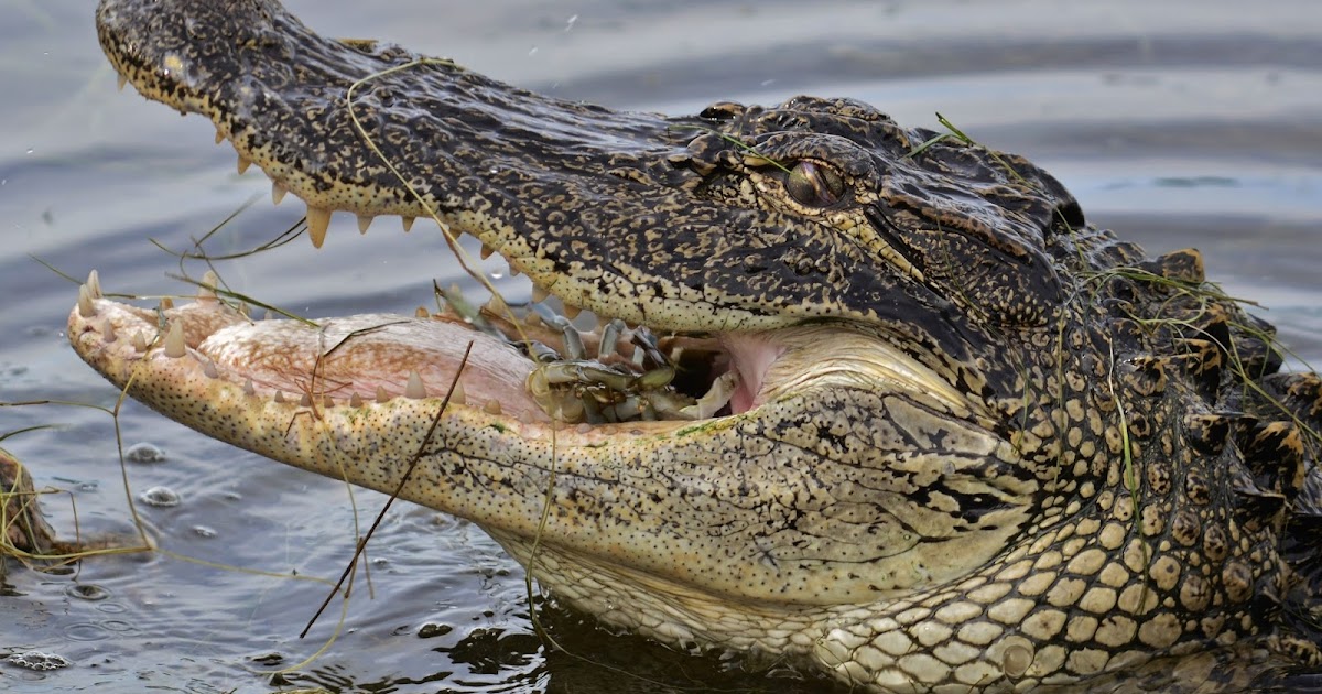 Hackleman's Happenings Are There Alligators In Idaho?