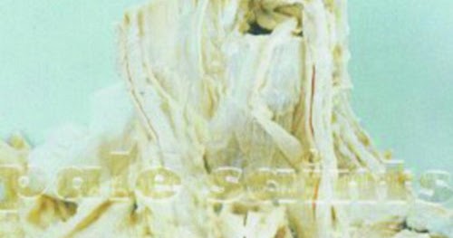 Shoegazer Alive Pale Saints In Ribbons 1992 Flac