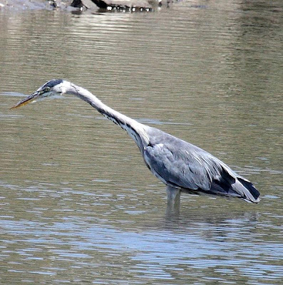 Ardea cinerea