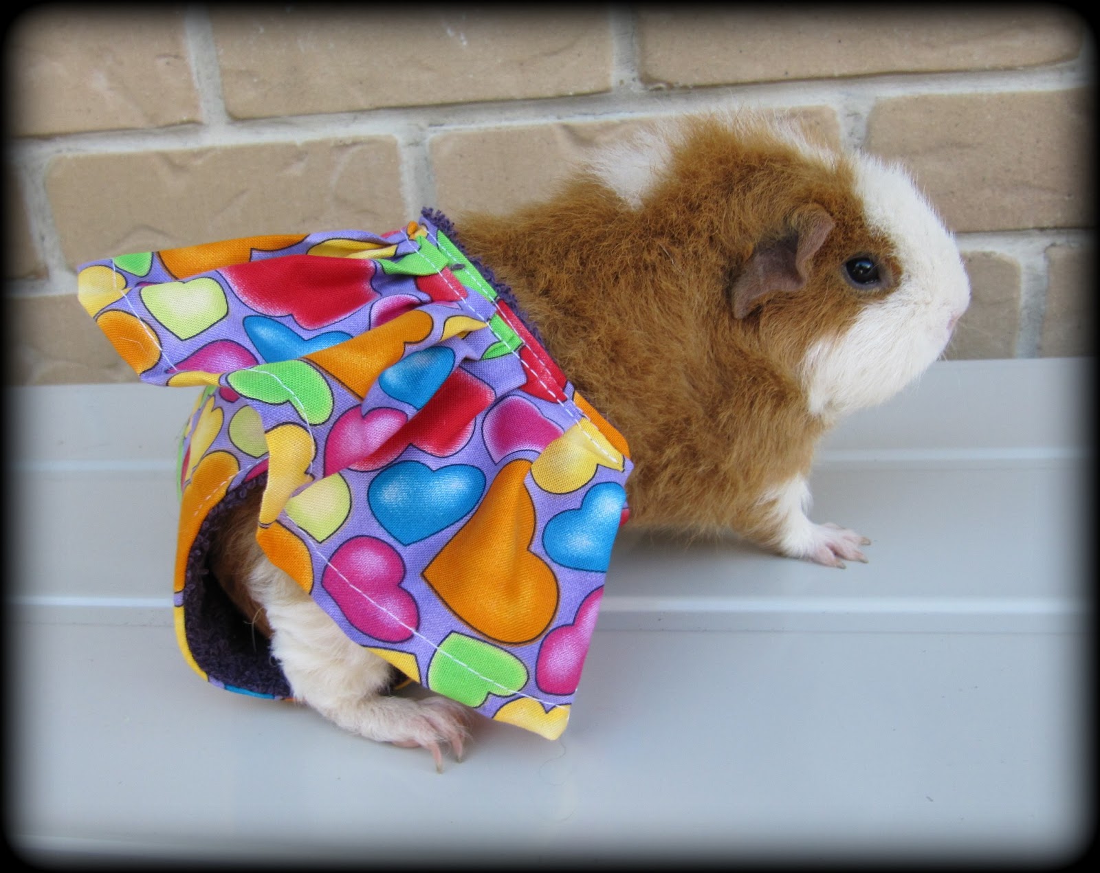 All Things Guinea Pig Piggie Panties
