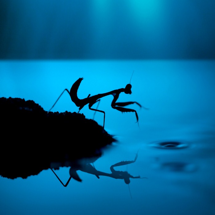 Необычные фотографии насекомых 16