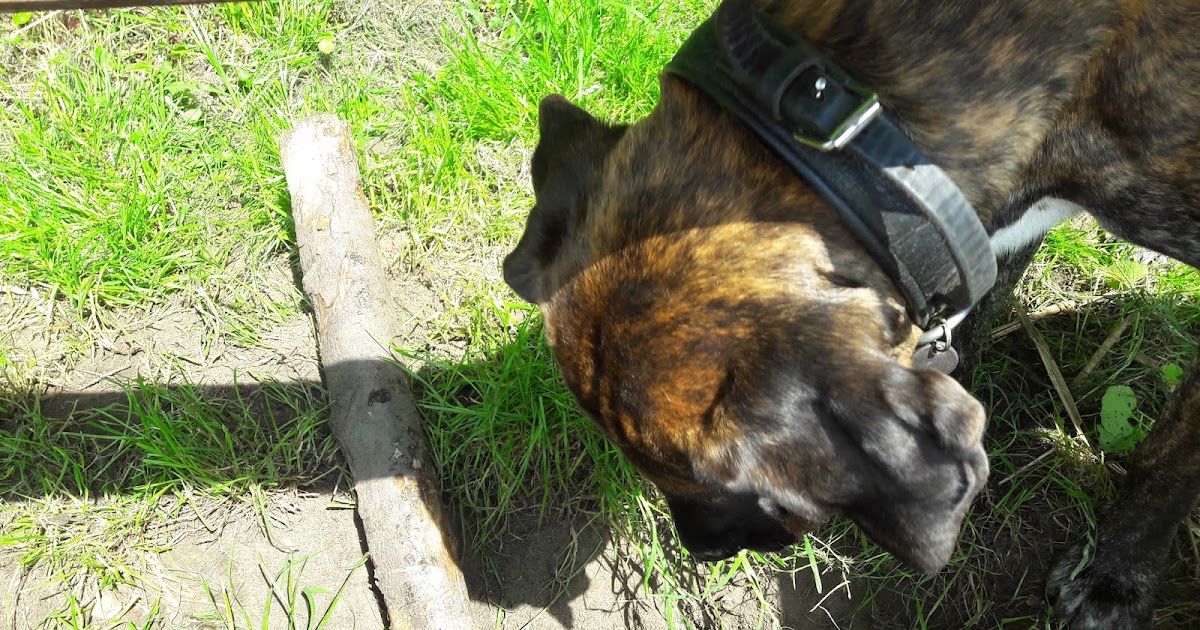 GASSIREPORT Hundeblog Unsicherheit ist der denkbar schlechteste