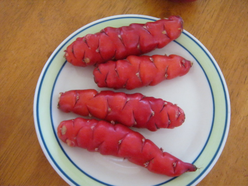 my walk with food and beautiful plants and flowers Red Tuesday New