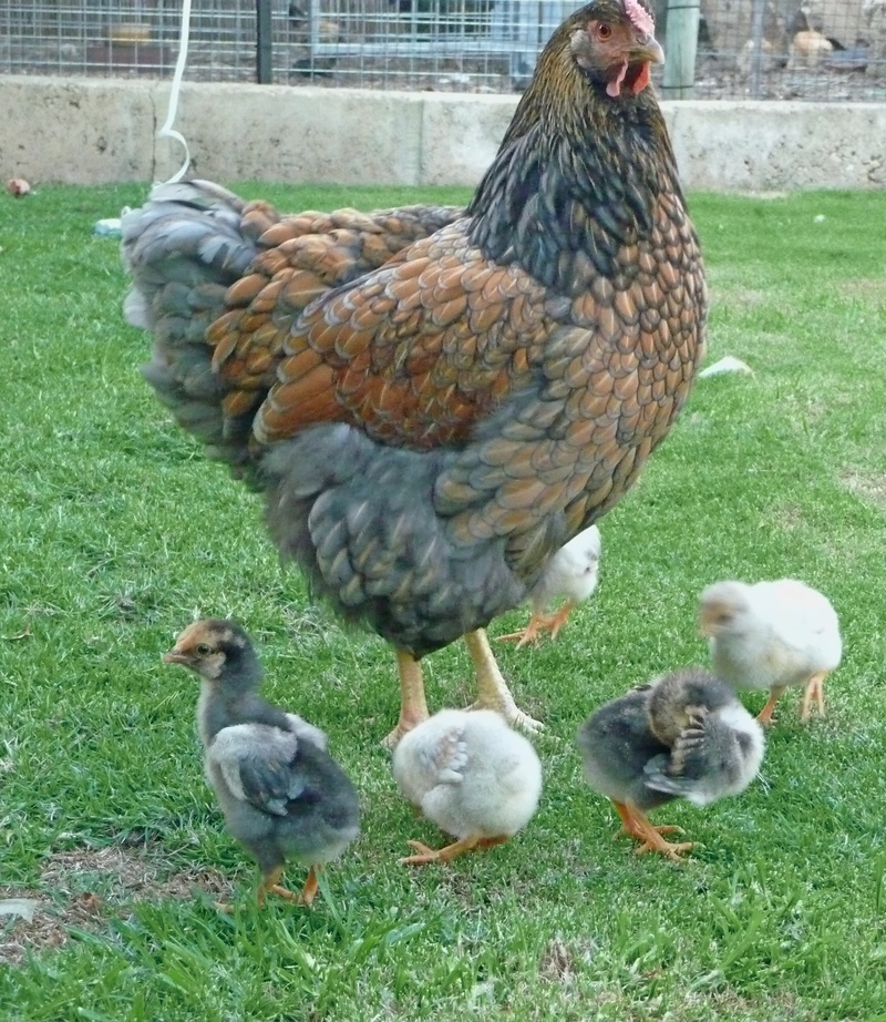 Woodville Ace Chicken Blog Blue Laced Wyandotte and White Rhode Island Red