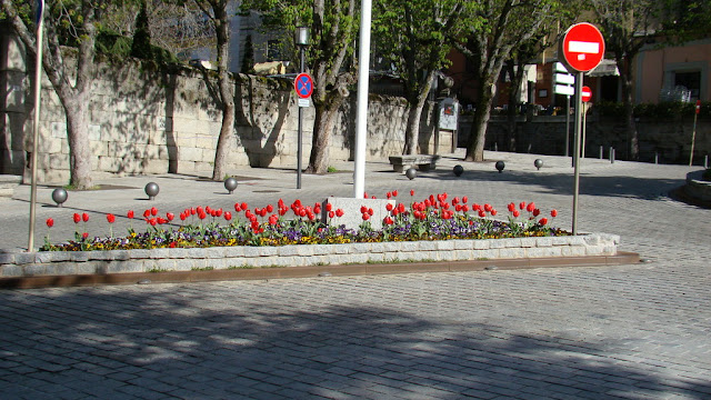 Tulipanes (Tulipa sp.) y pensamientos (Viola x wittrockiana)