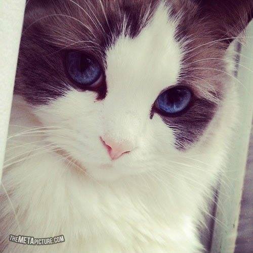 أجمل قطط في العالم قطط جميلة جدا موسوعة الصور