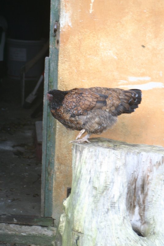 Folehaves univers Tilrettelagt eller lagt til rette.