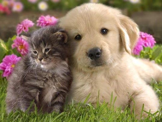 Gambar Anak Anjing Lucu Imut Terbaru - PENDOWO