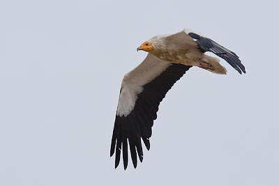 Alimoche en vuelo