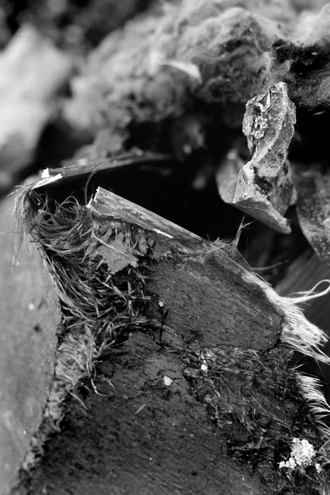 Roll Buttermilk Drop Bakery