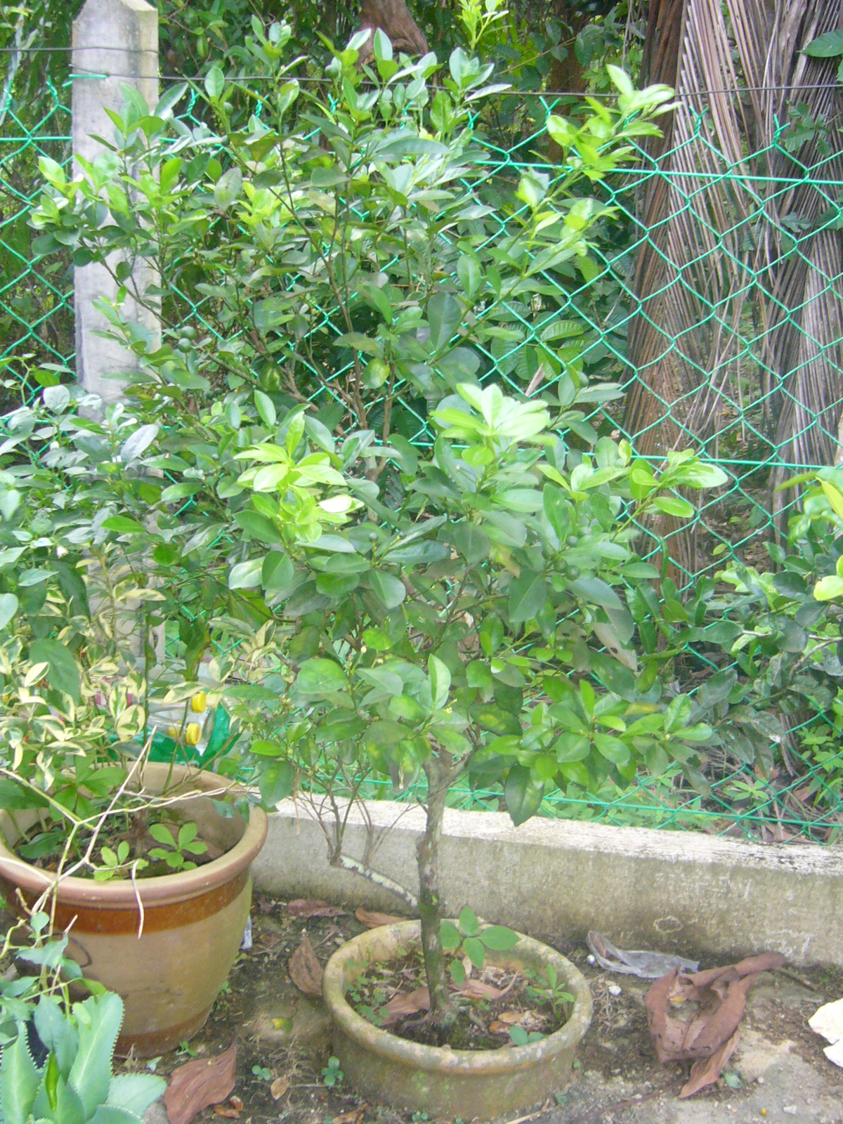 ≧ ≦ Dunia Blogger≧ ≦ KEBUNKU