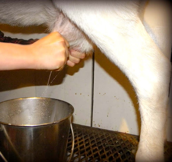 how often do goats need milking, how often do goats have to be milked, milking goat, milking a goat, milking a goat by hand