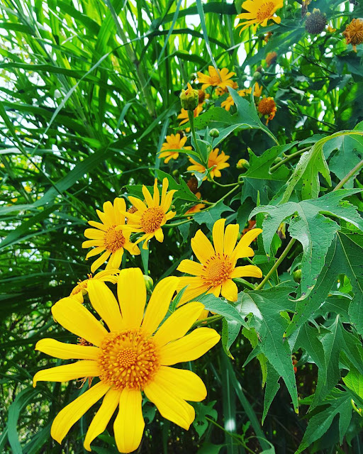 Hình ảnh bông hoa, cánh đồng hoa Dã Quỳ đẹp ngỡ ngàng