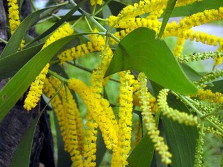 Pokok Acacia Kuning