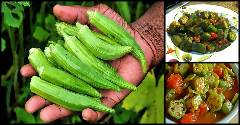 health benefits of okra health benefits of okra