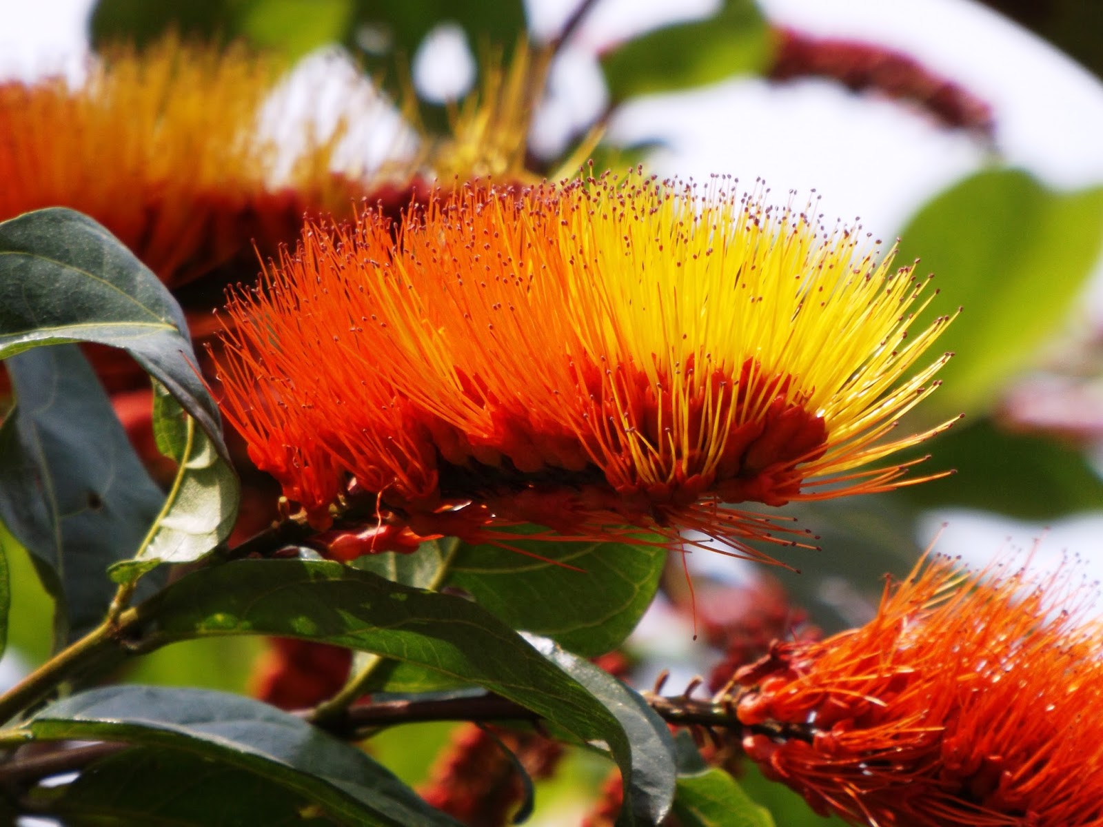 64+ Tropical Bushes With Red Flowers doodlekun