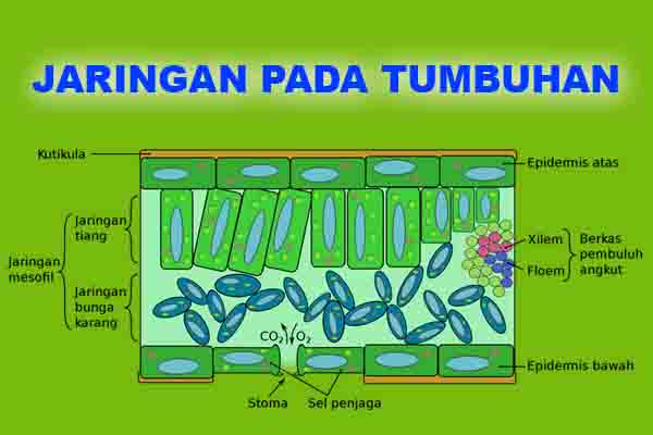 Biologi Sma Bagian Bagian Jaringan Tumbuhan Biologi Sma Bagian Bagian Jaringan Tumbuhan