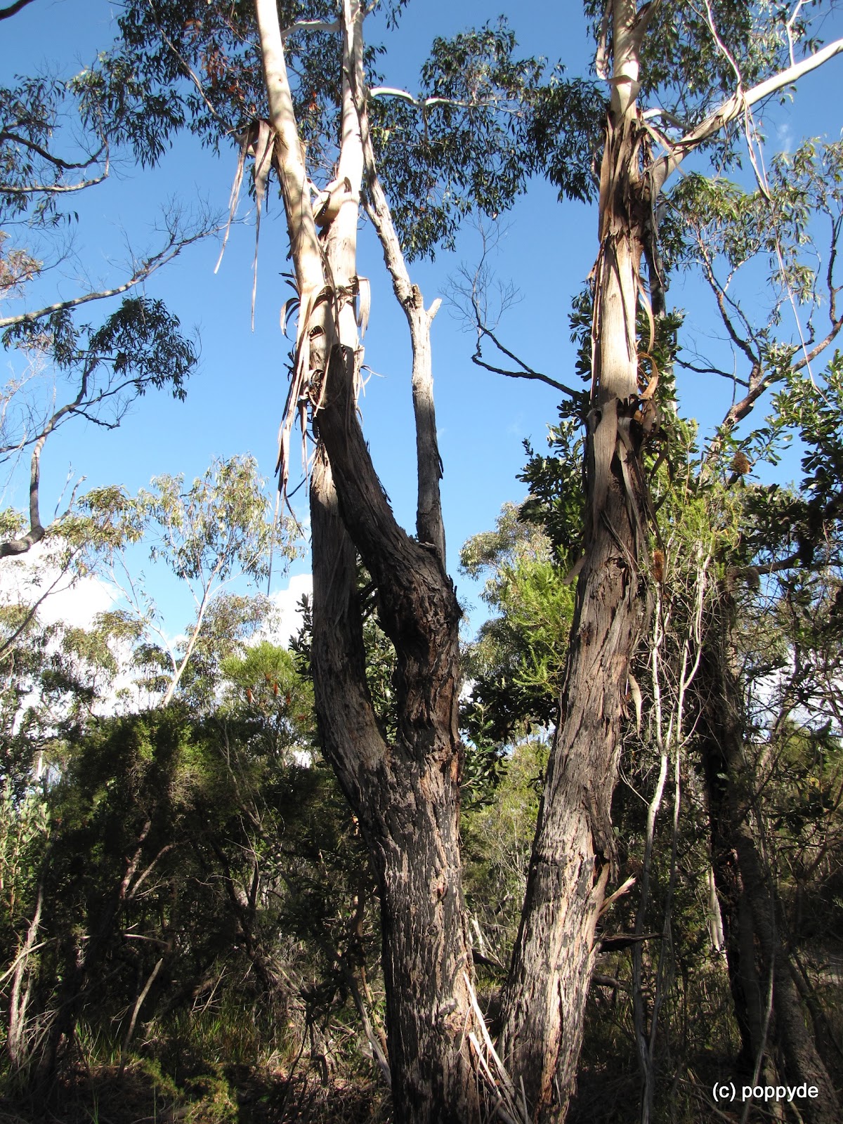 Sydney's Wildflowers and Native Plants Eucalyptus piperita Sydney