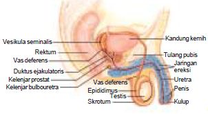 Fungsi Alat Kelamin Pada Pria Dalam Sistem Reproduksi Manusia Materiedukasi Com