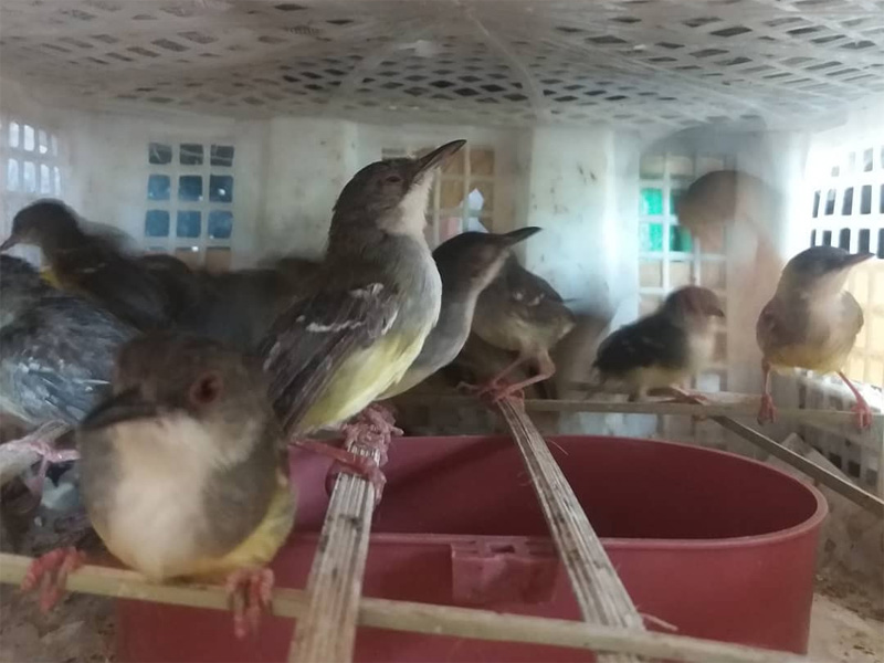 Cara Edi Ibadah Kerja Dan Doa Tips Merawat Ciblek Ombyokan