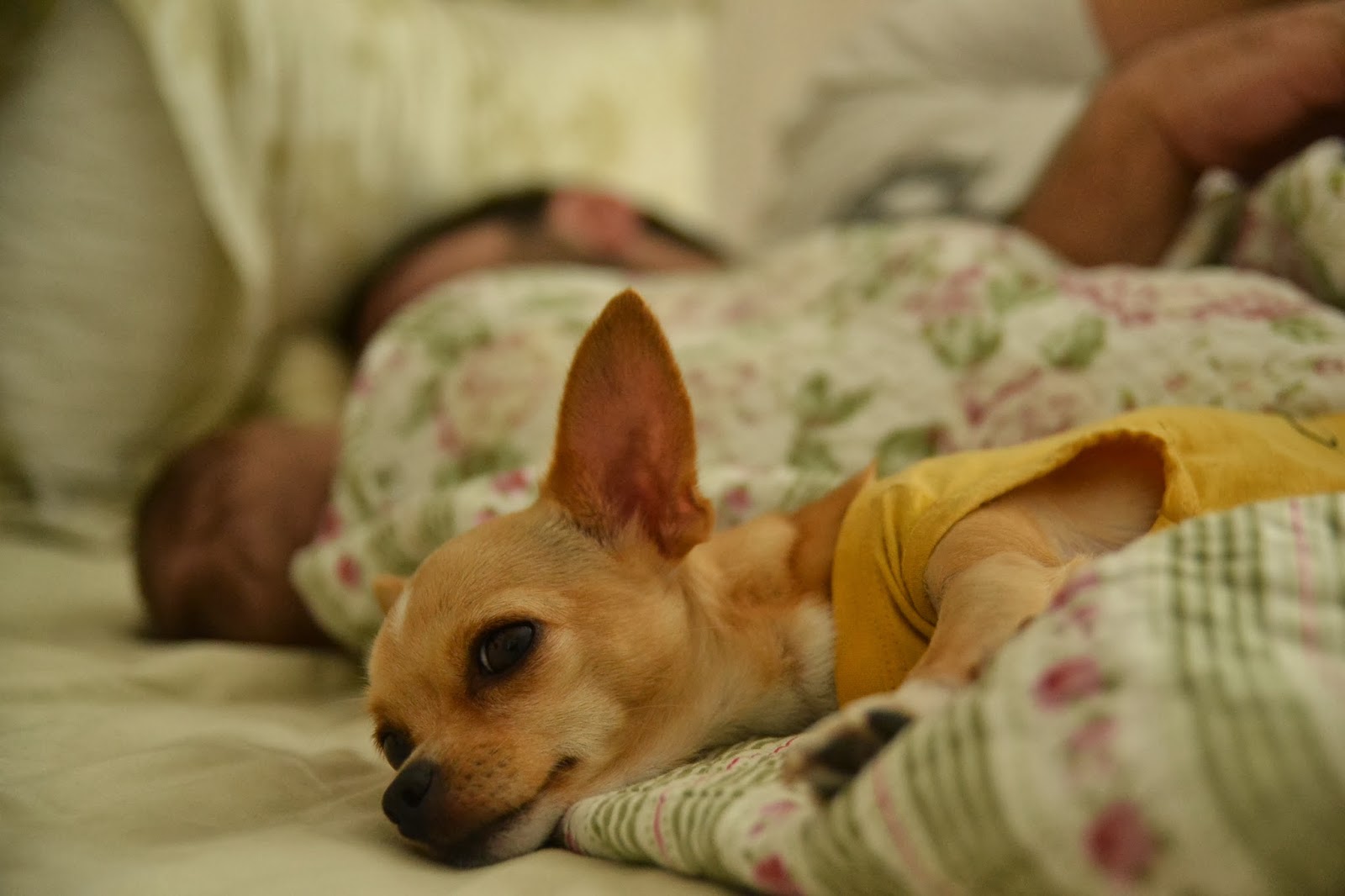 2 Köpek &amp; 1 Bebek Bebek ve Köpek Aynı Evde