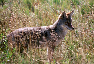 Coyote (Canis latrans) in Yellowstone National Park