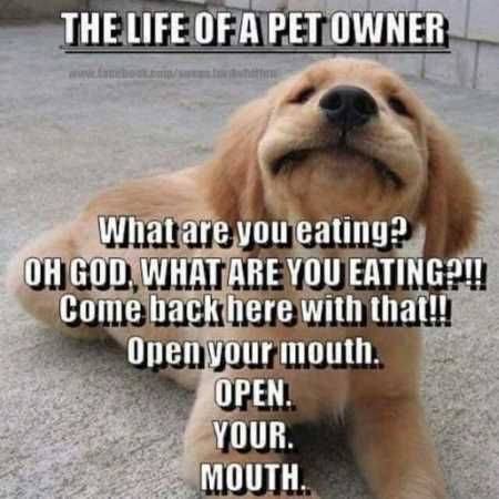 Bad Pun Dog Meme Imgflip