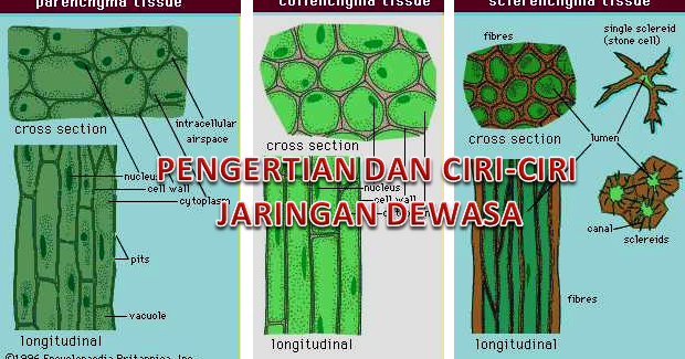 Pengertian Dan Ciri-Ciri Jaringan Dewasa | Seputar Pengertian