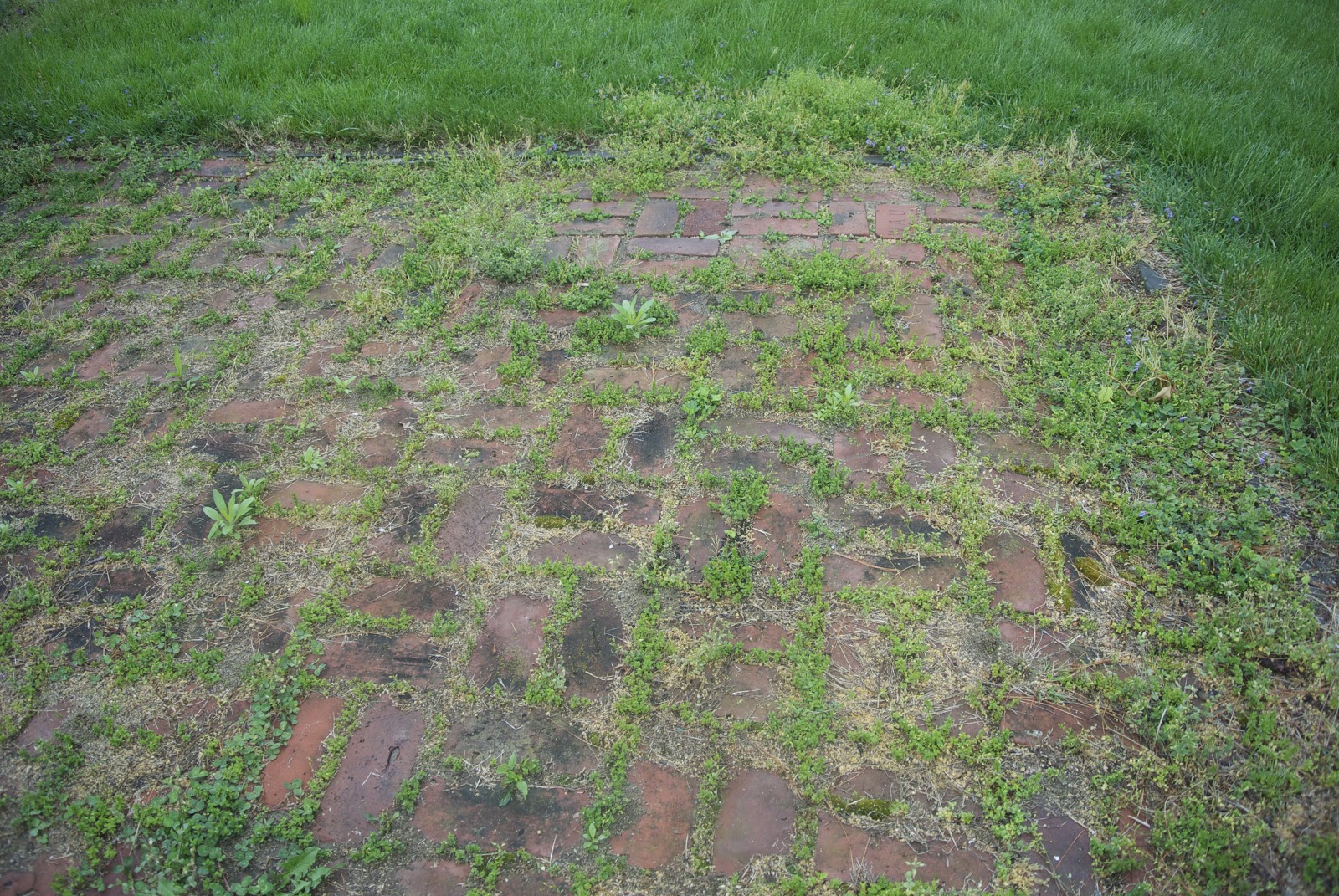 Life at Pugsley Patio Update Controlling crabgrass with corn gluten