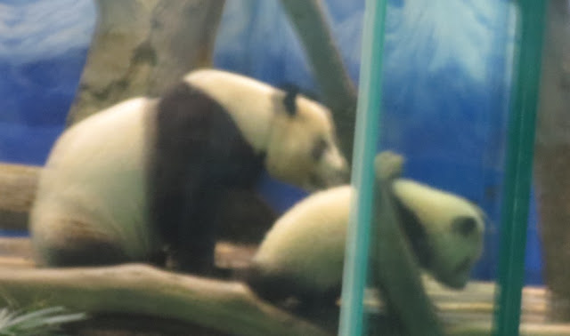 Taipei Zoo - Pandas Taipei Zoo - Pandas