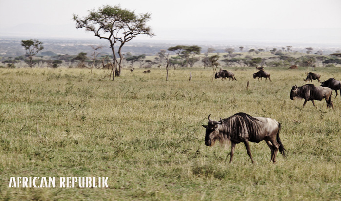 Wildebeest by Justin Cleaver