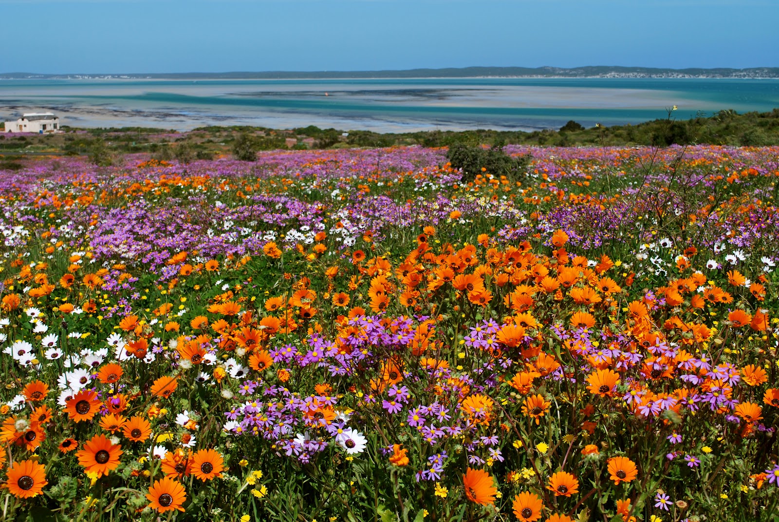 Cape Town Chronicles West Coast Wild Flowers