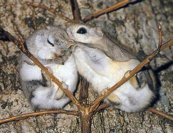 Белки-летяги