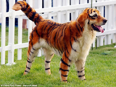 Royal Bengal Dog,Sundarban Tiger Dog